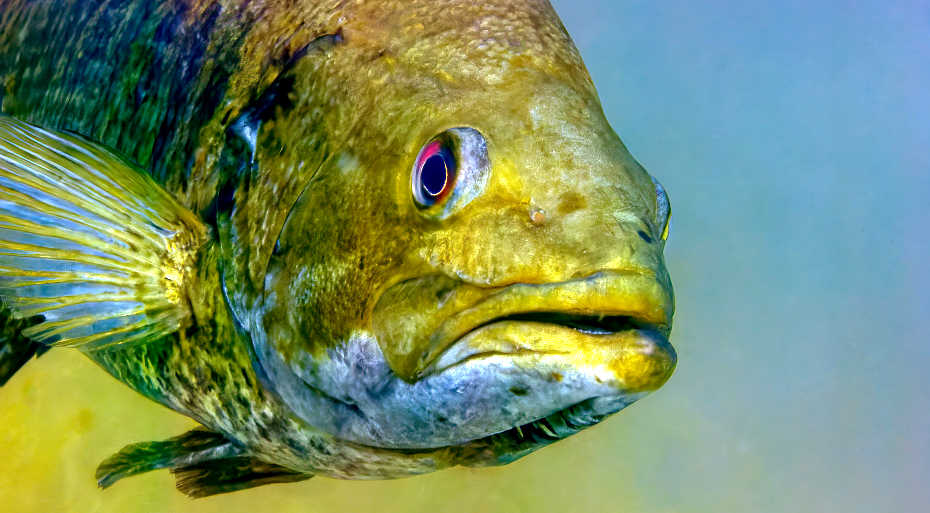 El arte de los juegos de palabras (puns) en inglés