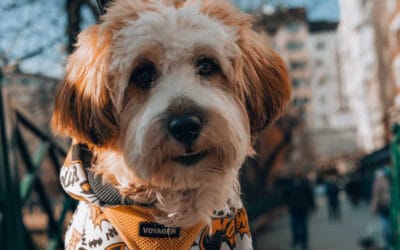 Expresiones en inglés relacionadas con mascotas