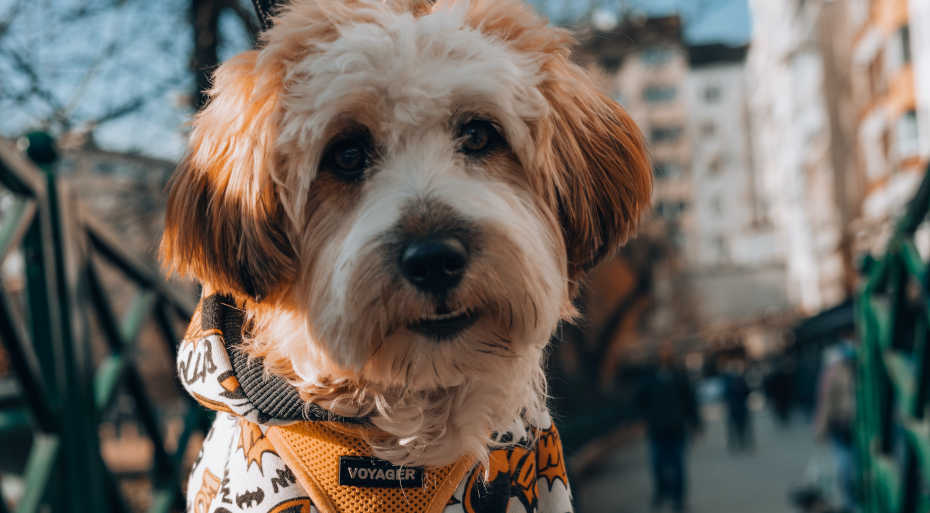 Expresiones en inglés relacionadas con mascotas