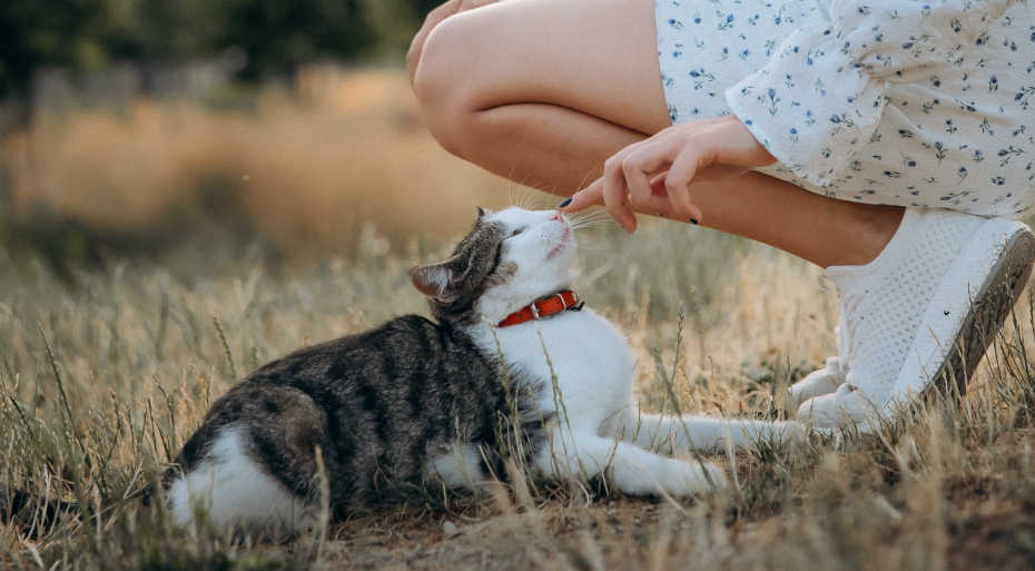 Expresiones en inglés relacionadas con mascotas