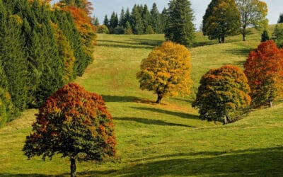 “Foodie” – Palabras y frases en inglés para la comida de temporada de otoño